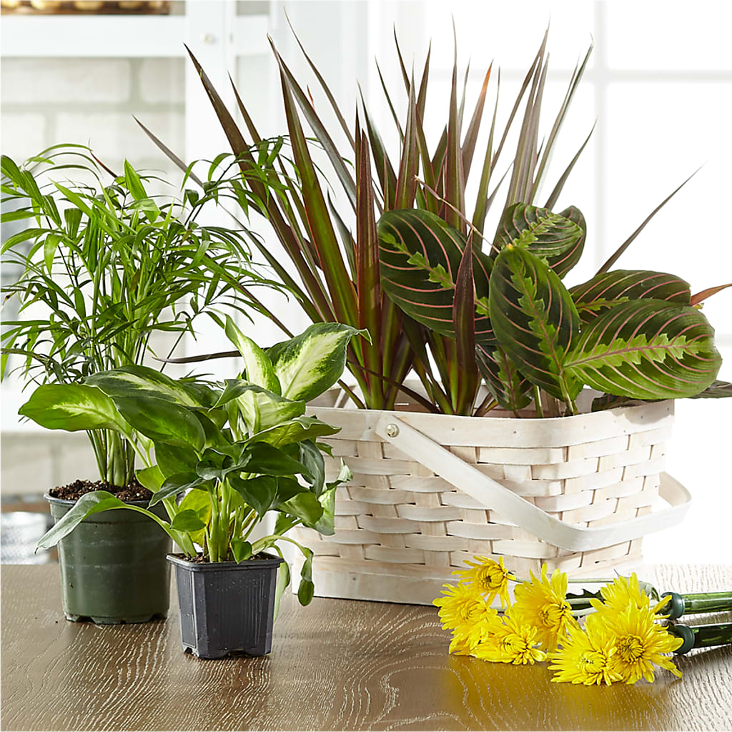 Florist Designed Blooming and Green Plants in a Basket – MY LADY'S FLORIST, Westland MI