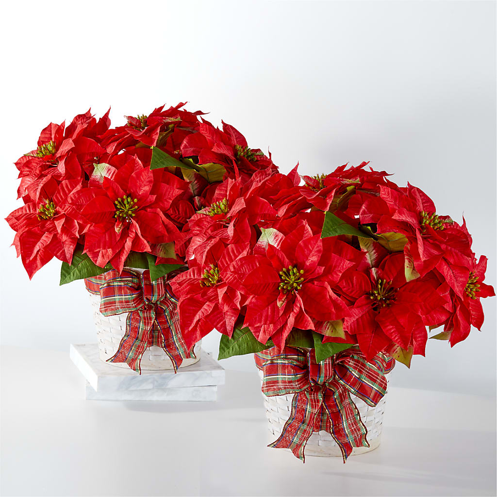 Happiest Holidays Poinsettia Bundle – MY LADY'S FLORIST, Westland MI