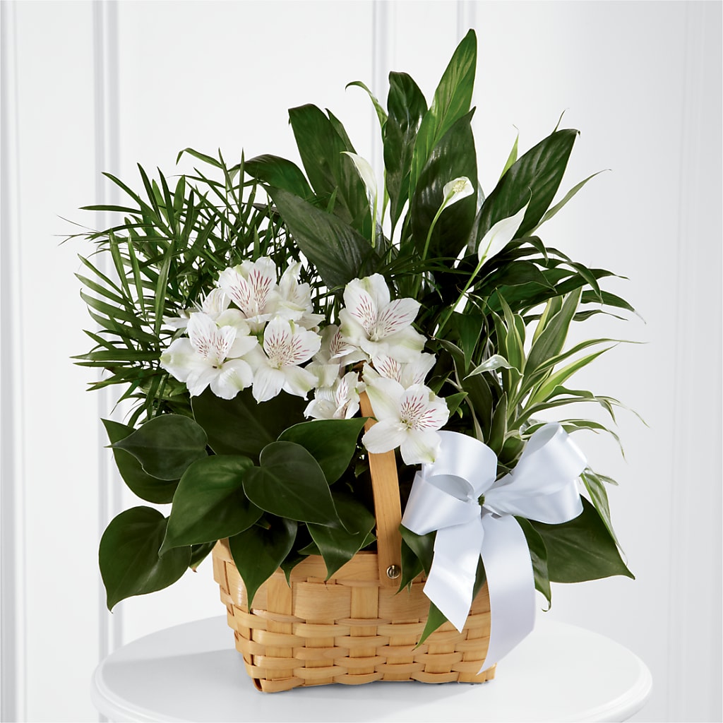 Peace & Serenity Dishgarden – MY LADY'S FLORIST, Westland MI