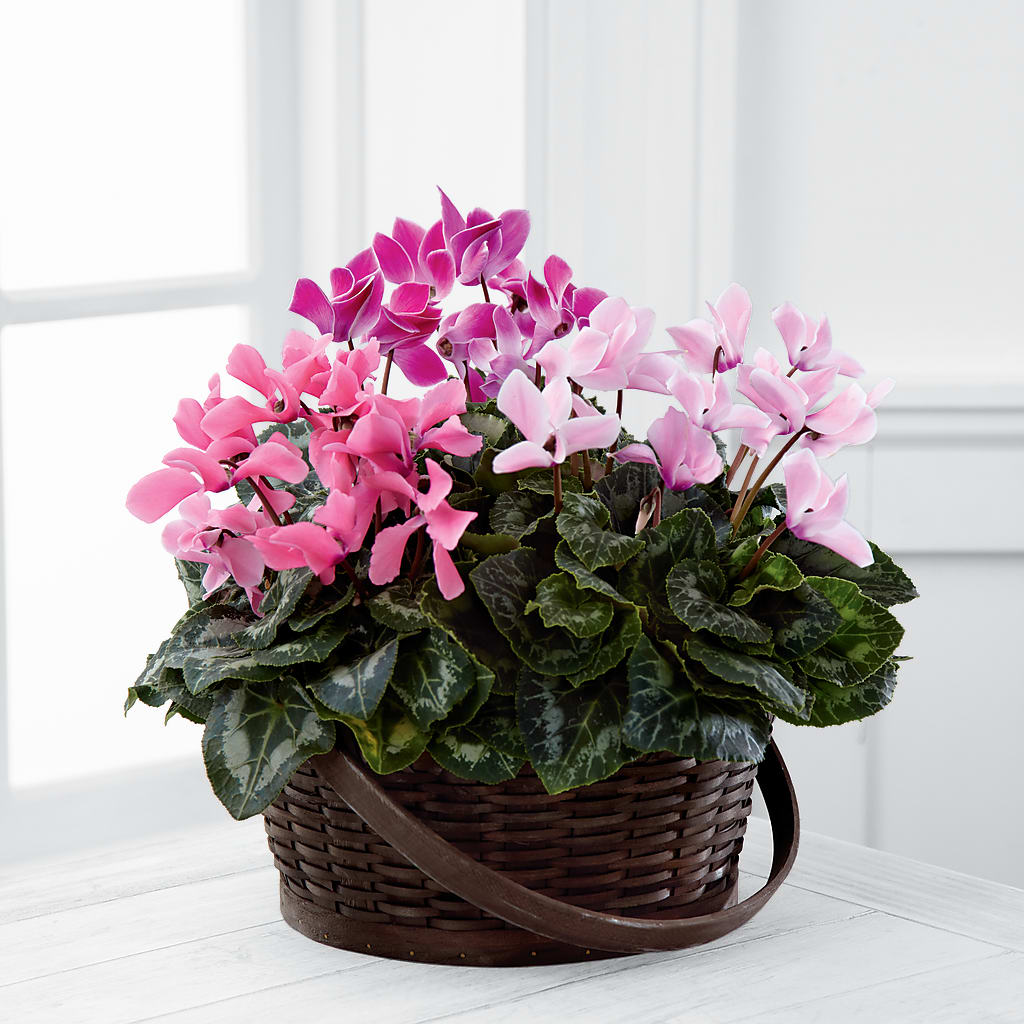 Mixed Cyclamen Planter – MY LADY'S FLORIST, Westland MI