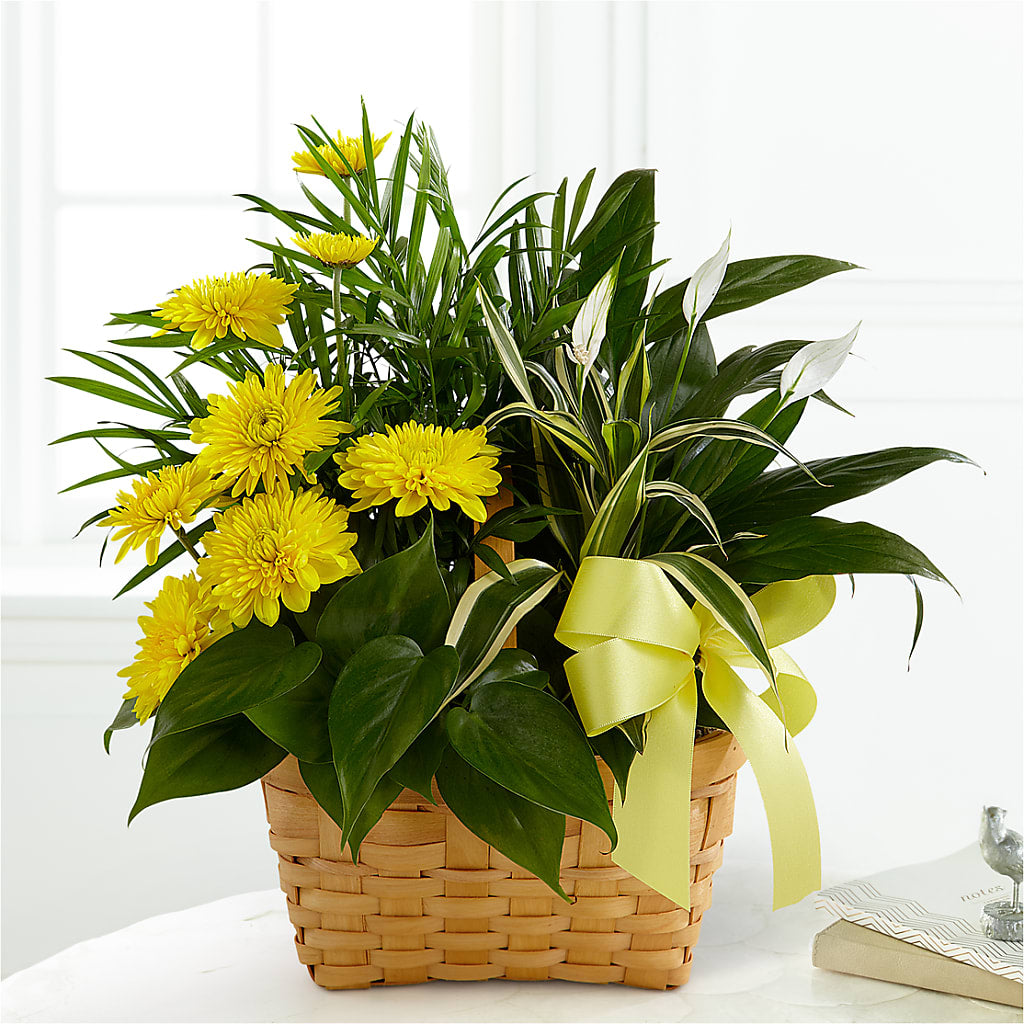 Loving Light Dishgarden – MY LADY'S FLORIST, Westland MI