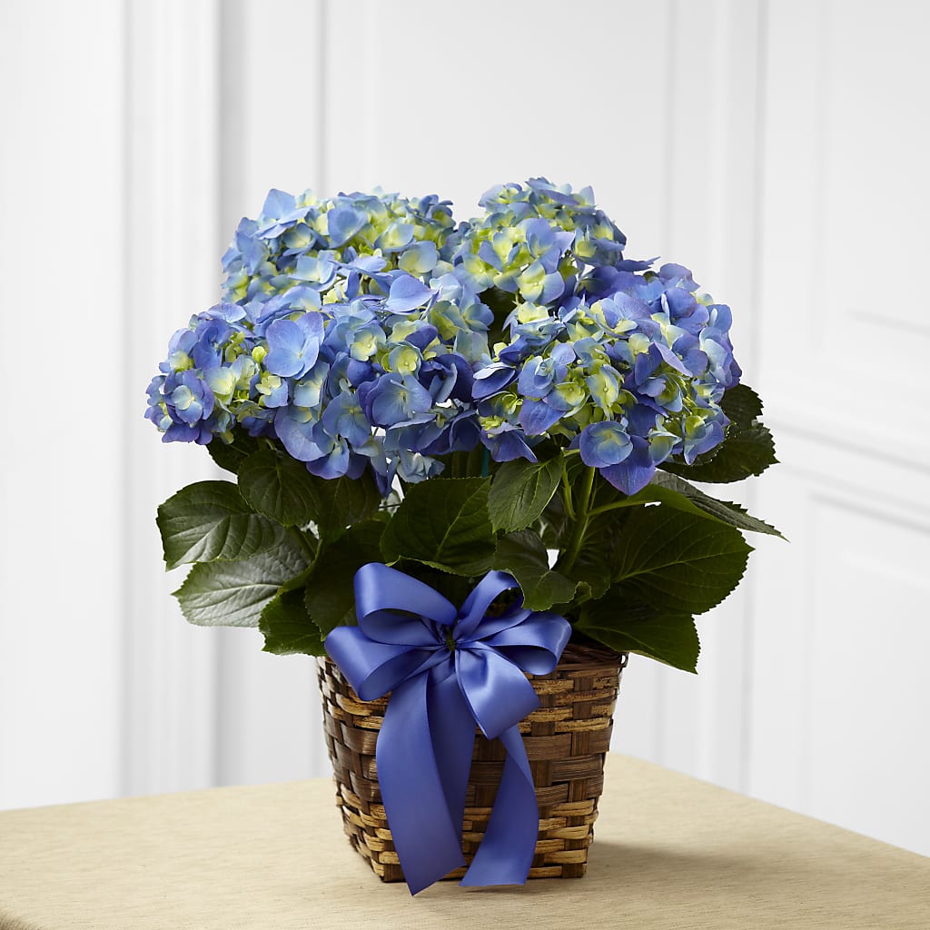 Blue Hydrangea Planter – MY LADY'S FLORIST, Westland MI