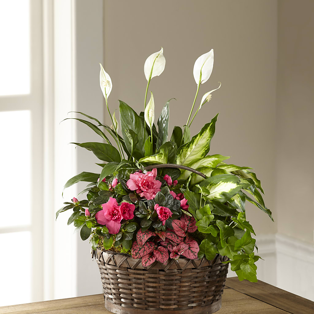Dream in Pink Dishgarden – MY LADY'S FLORIST, Westland MI