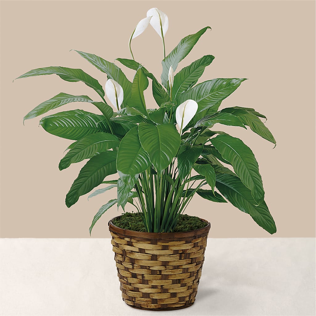 Tranquil Moments Peace Lily Plant – MY LADY'S FLORIST, Westland MI