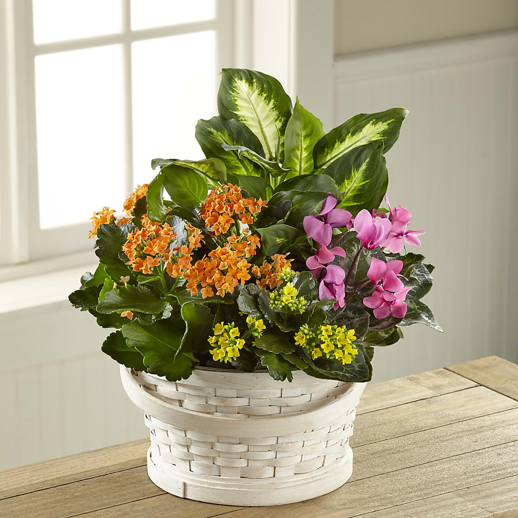 Color Crush Dishgarden – MY LADY'S FLORIST, Westland MI