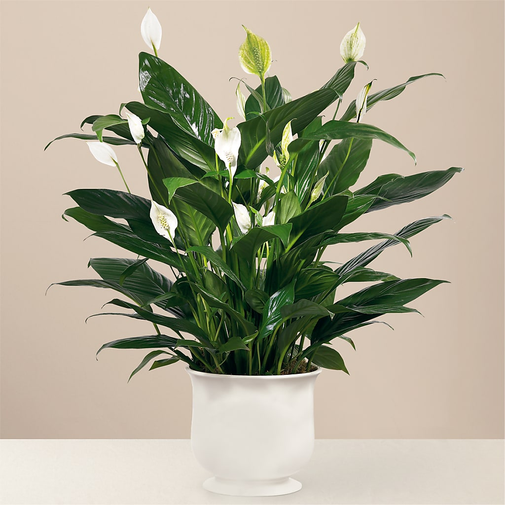 Comfort Planter – MY LADY'S FLORIST, Westland MI