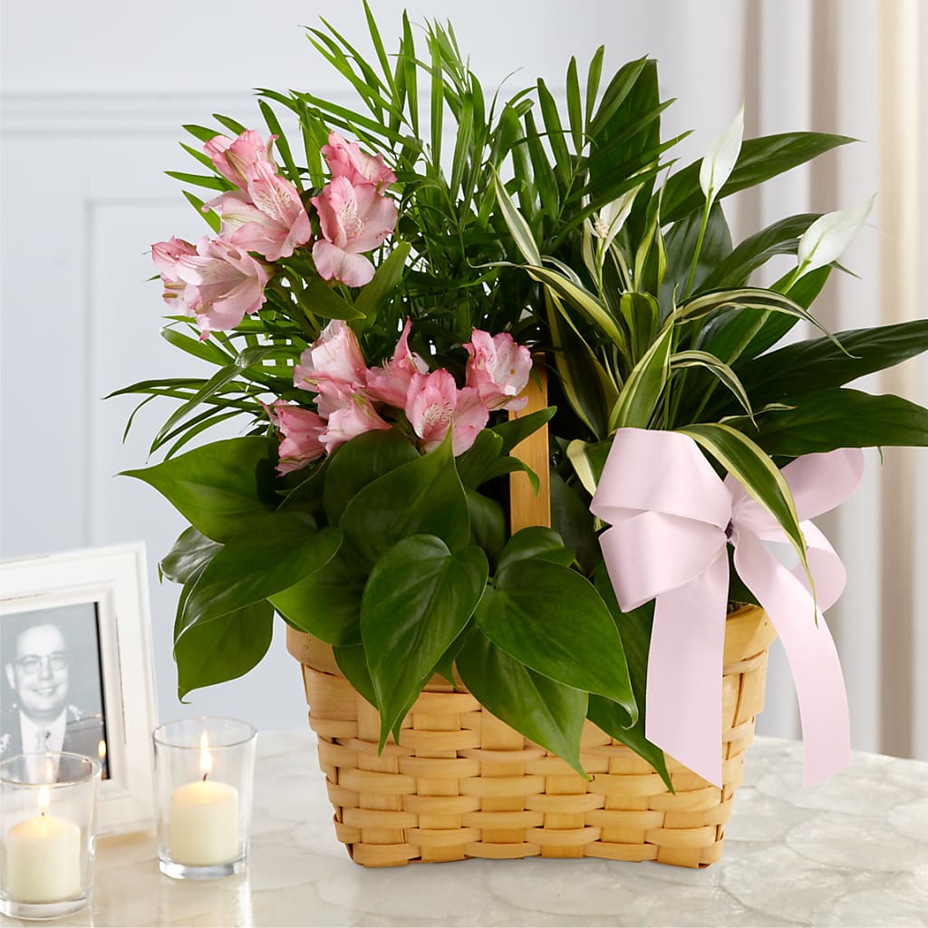 Living Spirit Dishgarden – MY LADY'S FLORIST, Westland MI