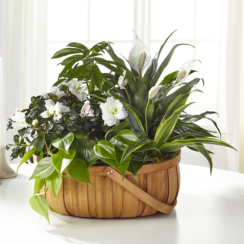 Serene Dishgarden – MY LADY'S FLORIST, Westland MI