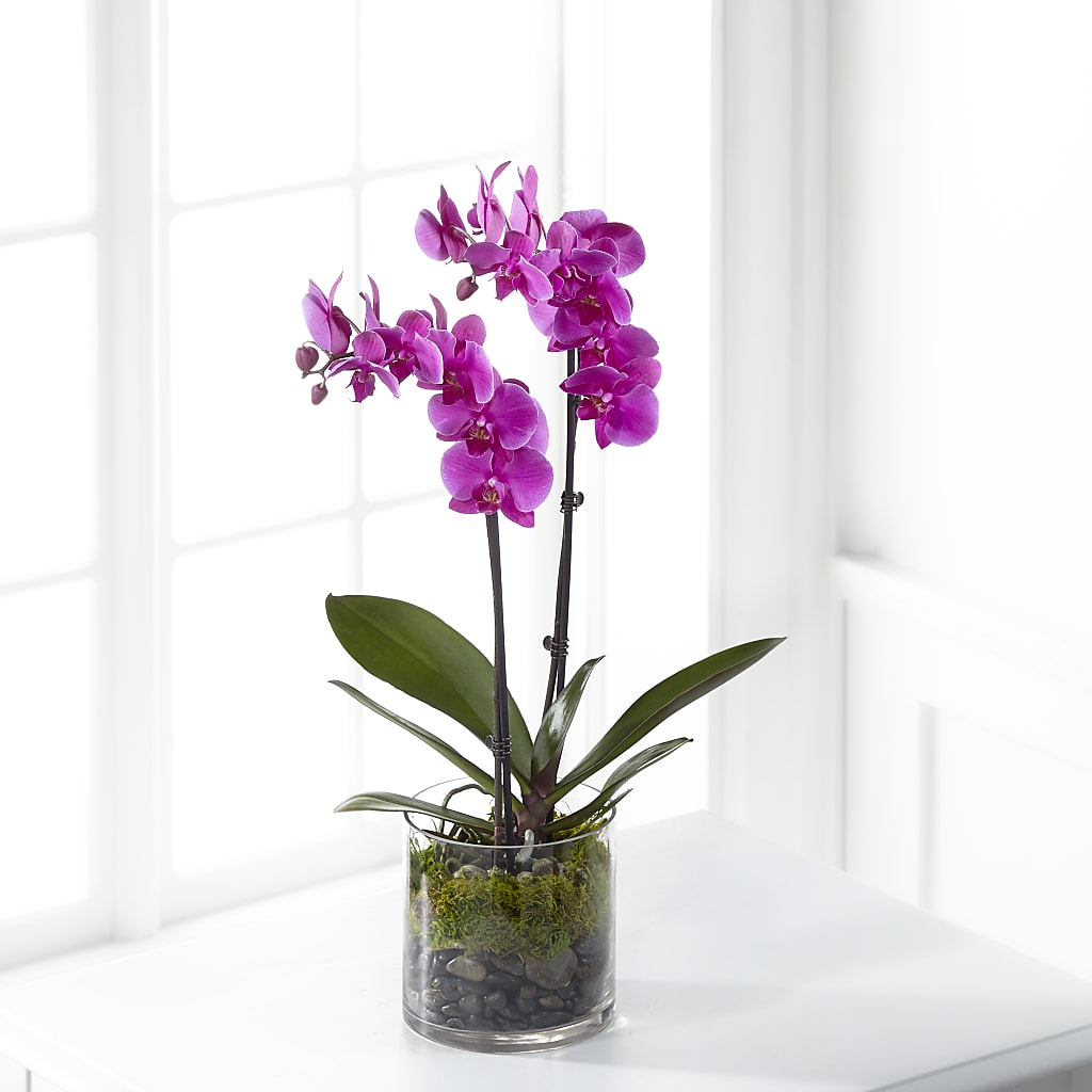 Pink Orchid Plant – MY LADY'S FLORIST, Westland MI