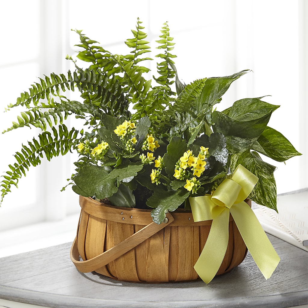 Always Dear Dishgarden – MY LADY'S FLORIST, Westland MI