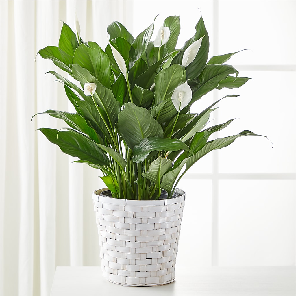 A New Leaf Peace Lily – MY LADY'S FLORIST, Westland MI