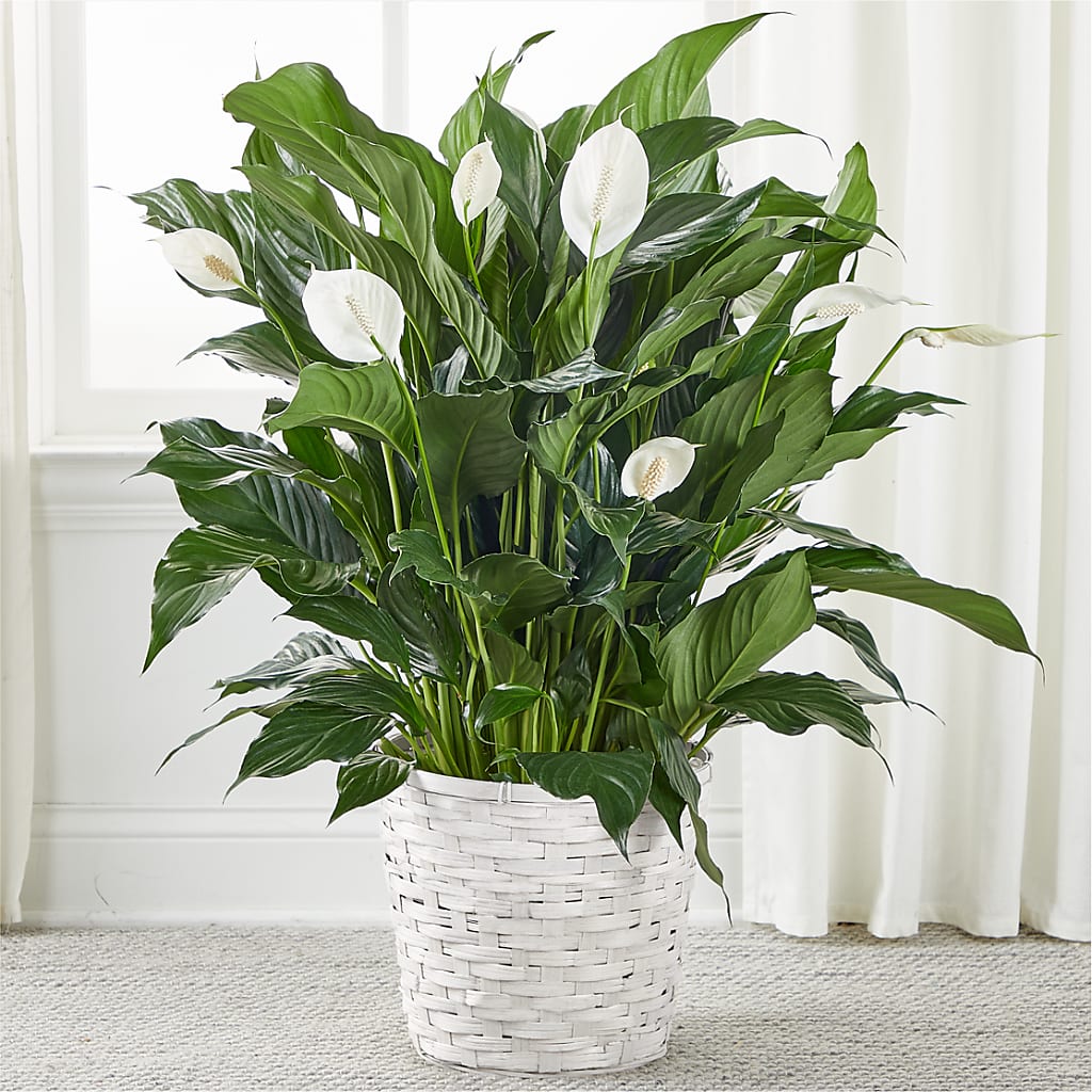 A New Leaf Peace Lily – MY LADY'S FLORIST, Westland MI