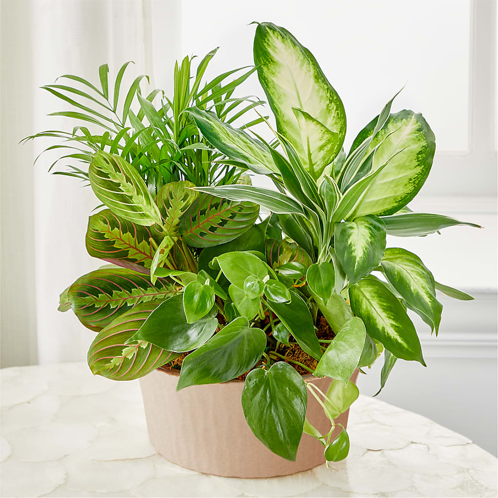 Balance & Harmony Dishgarden – MY LADY'S FLORIST, Westland MI