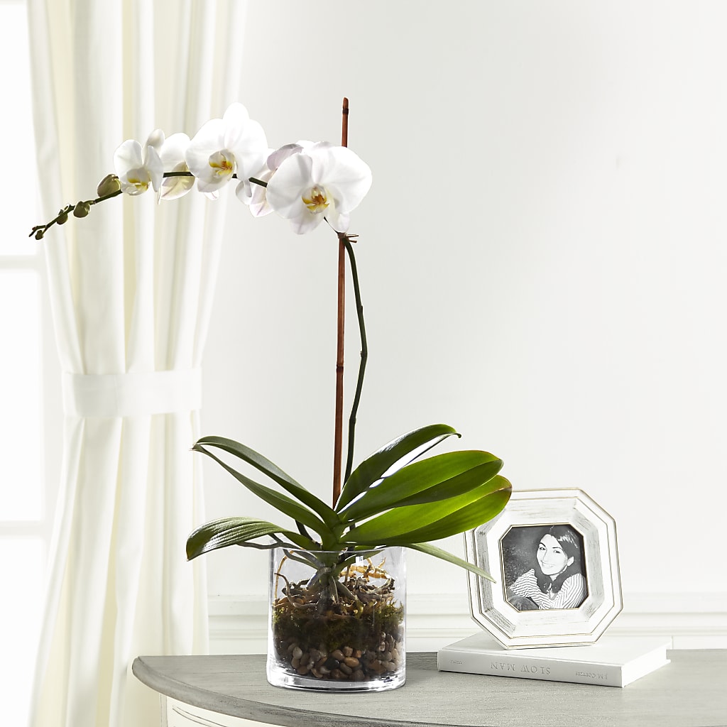 White Orchid Planter – MY LADY'S FLORIST, Westland MI