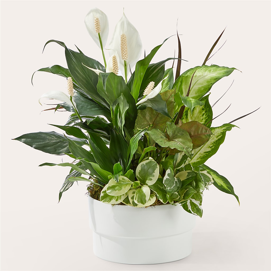 Radiating Positivity Dishgarden – MY LADY'S FLORIST, Westland MI